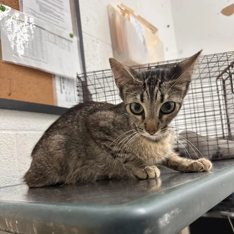 A young medium-sized female Brown / Chocolate Domestic Short Hair cat named Moo Deng for adoption in Edinburg, TX