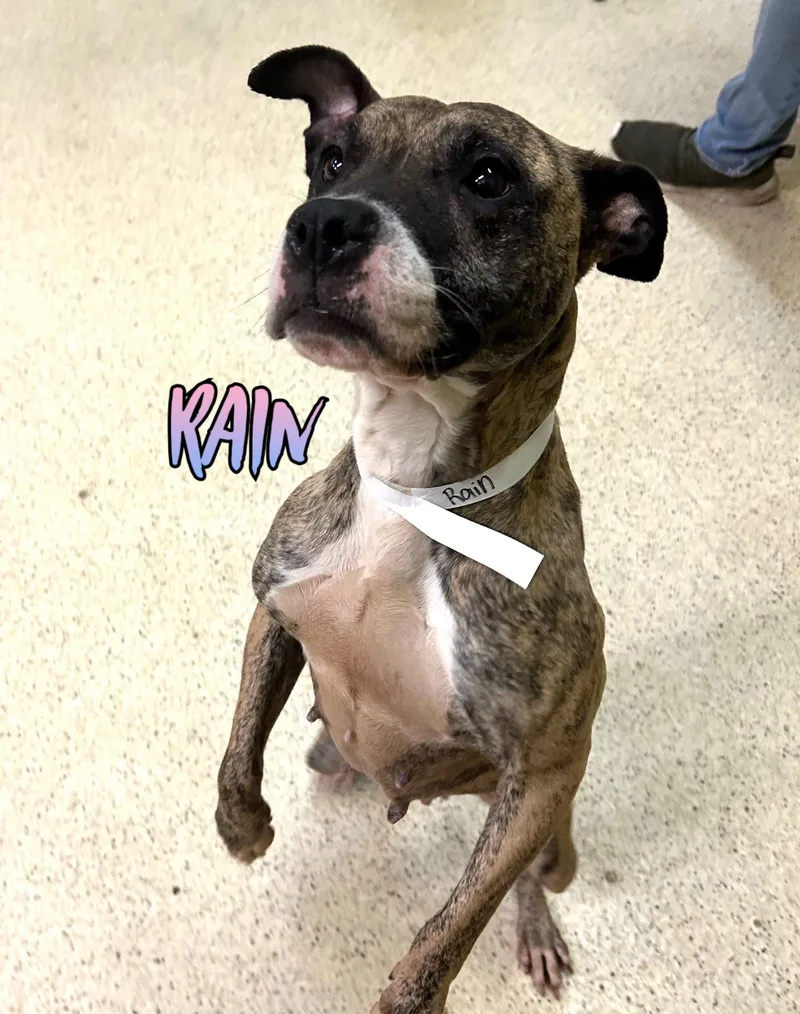 A young medium-sized female Terrier dog named Rain for adoption in Muncie, IN