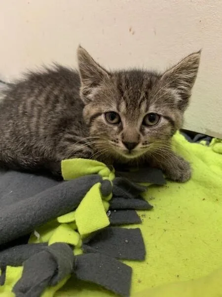 A baby small-sized female Domestic Medium Hair cat named Carlos for adoption in Anoka, MN