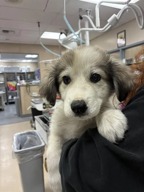 A young medium-sized male Great Pyrenees dog named Sir Kettle Corn Crunchington for adoption in Pacifica, CA