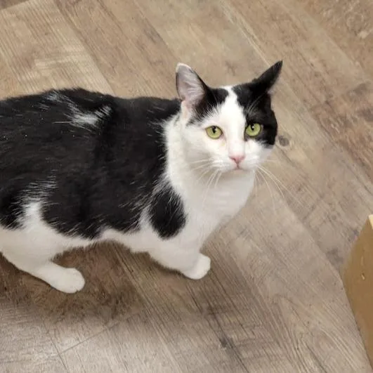 An adult small-sized female Black Domestic Short Hair cat named Bandit for adoption in Grand Island, NE