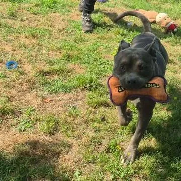 Huck