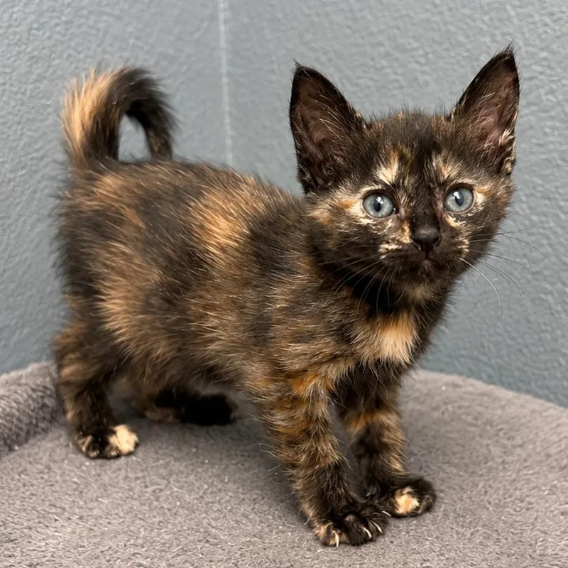A baby small-sized female Tortoiseshell Domestic Short Hair cat named Natasha for adoption in Long Beach, CA