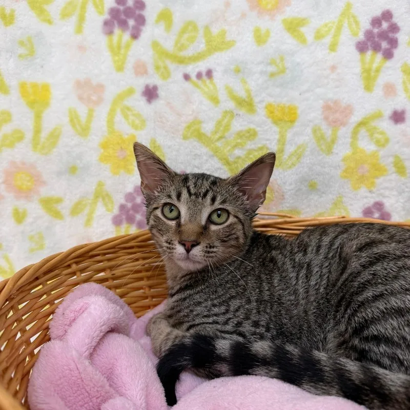 A baby small-sized male Brown / Chocolate Domestic Short Hair cat named Jinx for adoption in Deerfield, IL