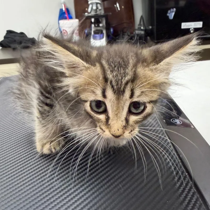 A baby small-sized female Domestic Short Hair cat named Star City for adoption in Starkville, MS