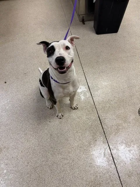 A young medium-sized female Pit Bull Terrier dog named Spottie for adoption in Riverside, CA