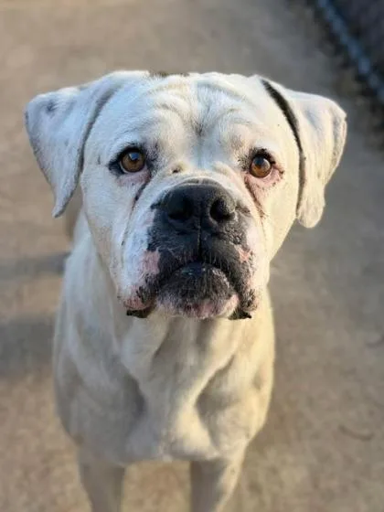 A young large-sized male White / Cream Boxer dog named Deangelo for adoption in Tinley Park, IL
