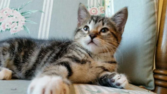 Clarabel thumbnail 2