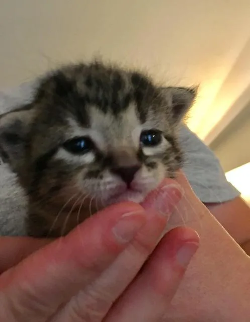 Clarabel thumbnail 3