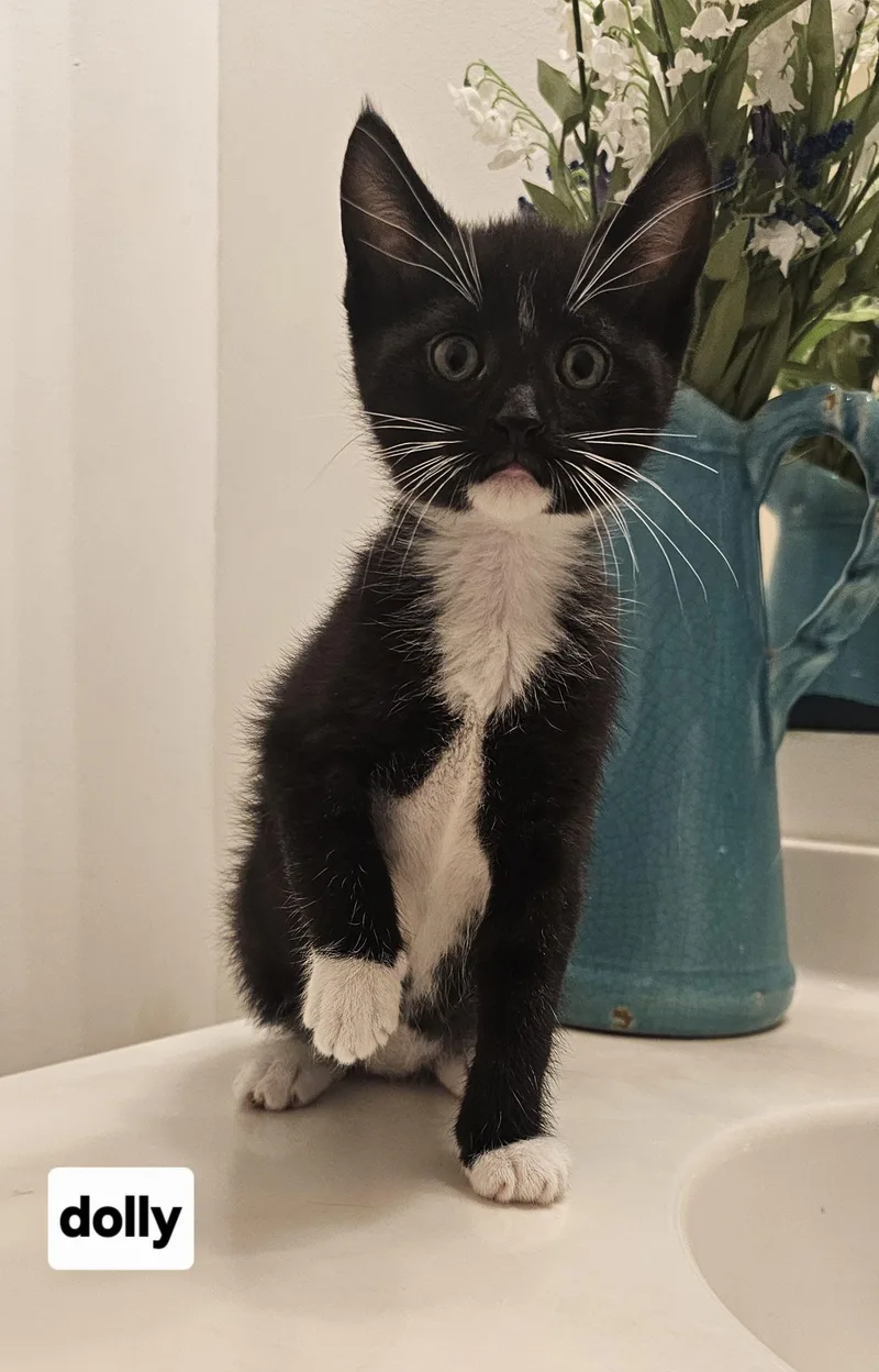 A young small-sized female Domestic Short Hair cat named Dolly Black White Toes for adoption in Seven Valleys, PA