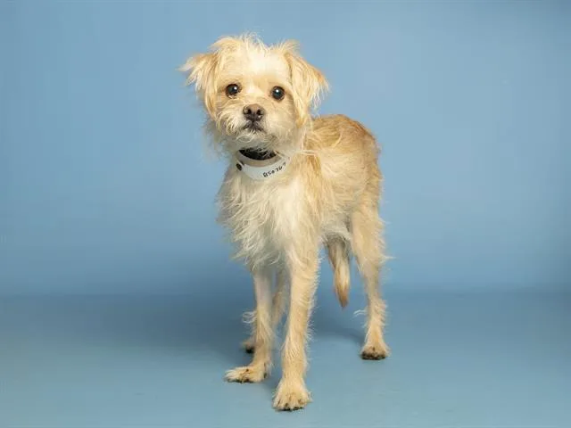 An adult small-sized female Cairn Terrier dog named Pebbles for adoption in Phoenix, AZ