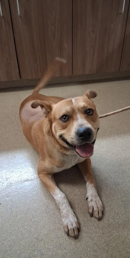 A young large-sized male Pit Bull Terrier dog named Taz for adoption in Seguin, TX