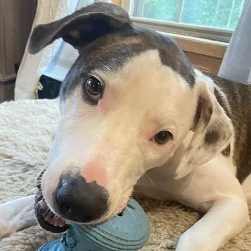 Bojangle thumbnail 2