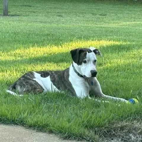 Bojangle thumbnail 3