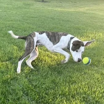 Bojangle thumbnail 4