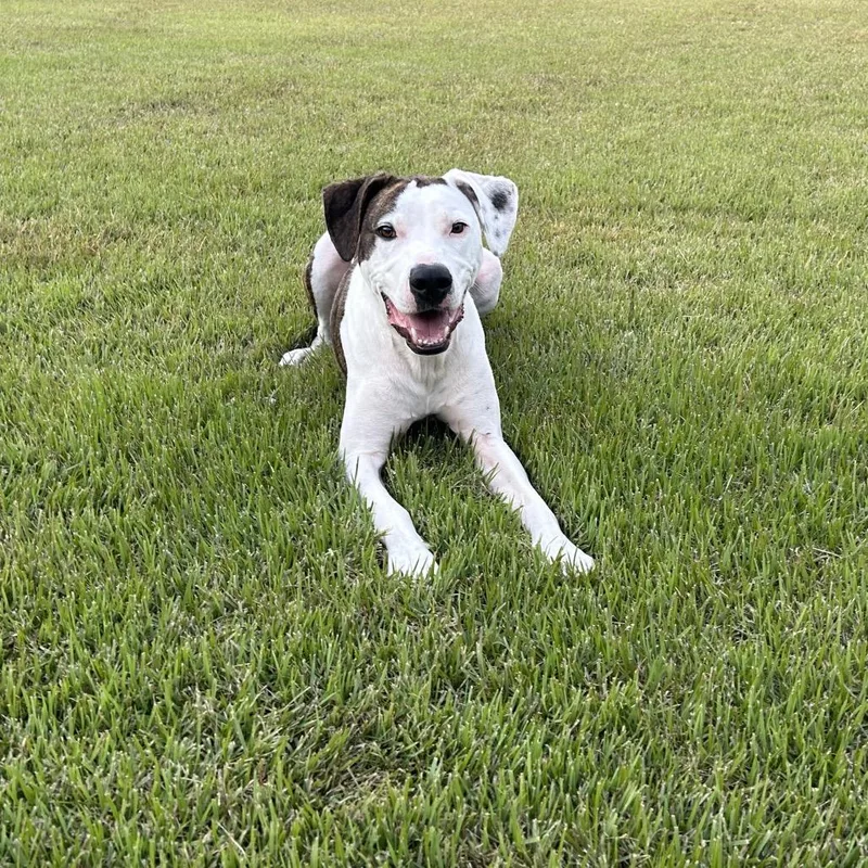 Bojangle thumbnail 5