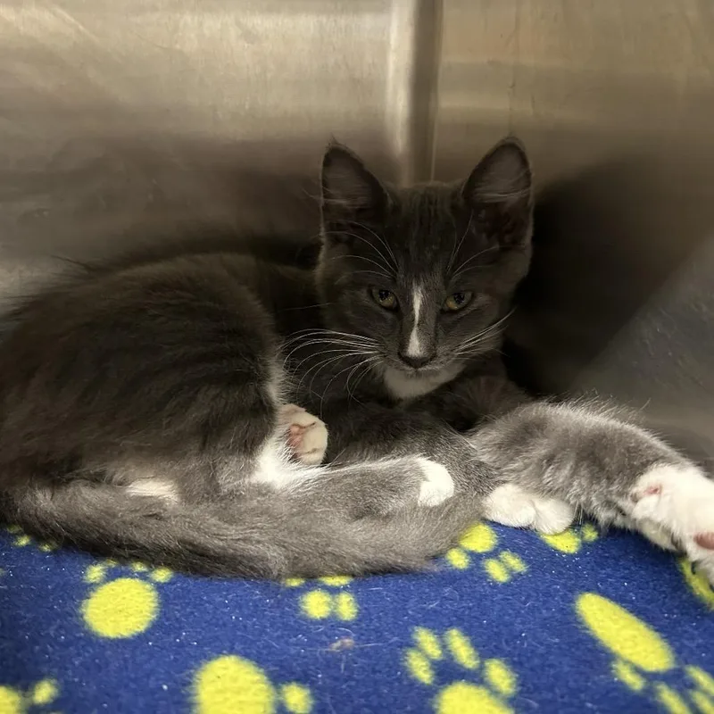 A baby small-sized male Gray / Blue / Silver Domestic Medium Hair cat named Master Shake for adoption in Pauls Valley, OK