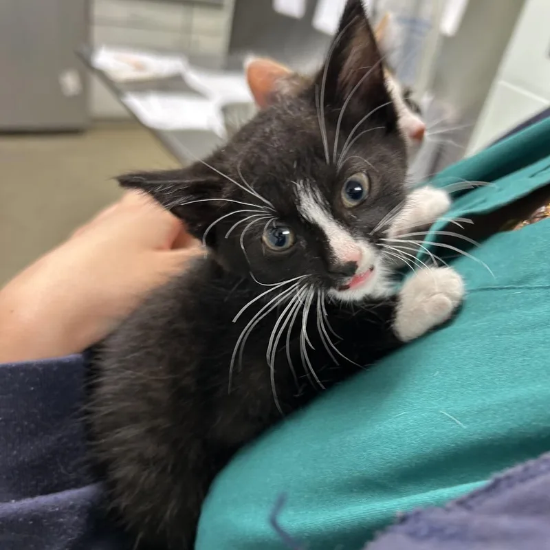 A baby small-sized male Black Domestic Short Hair cat named Zero for adoption in Waukesha, WI