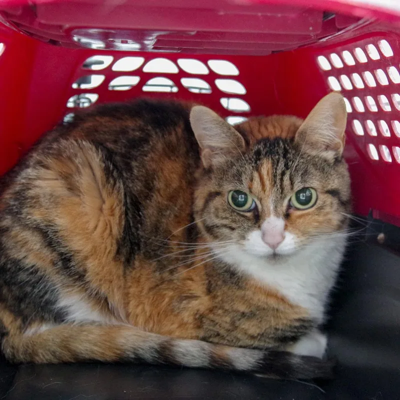 A senior medium-sized female Tortoiseshell Domestic Short Hair cat named Steph for adoption in Scituate, MA