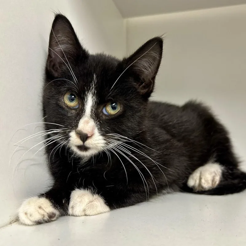 A baby small-sized male Black Domestic Short Hair cat named Sockless Joe for adoption in Saint Joseph, MO