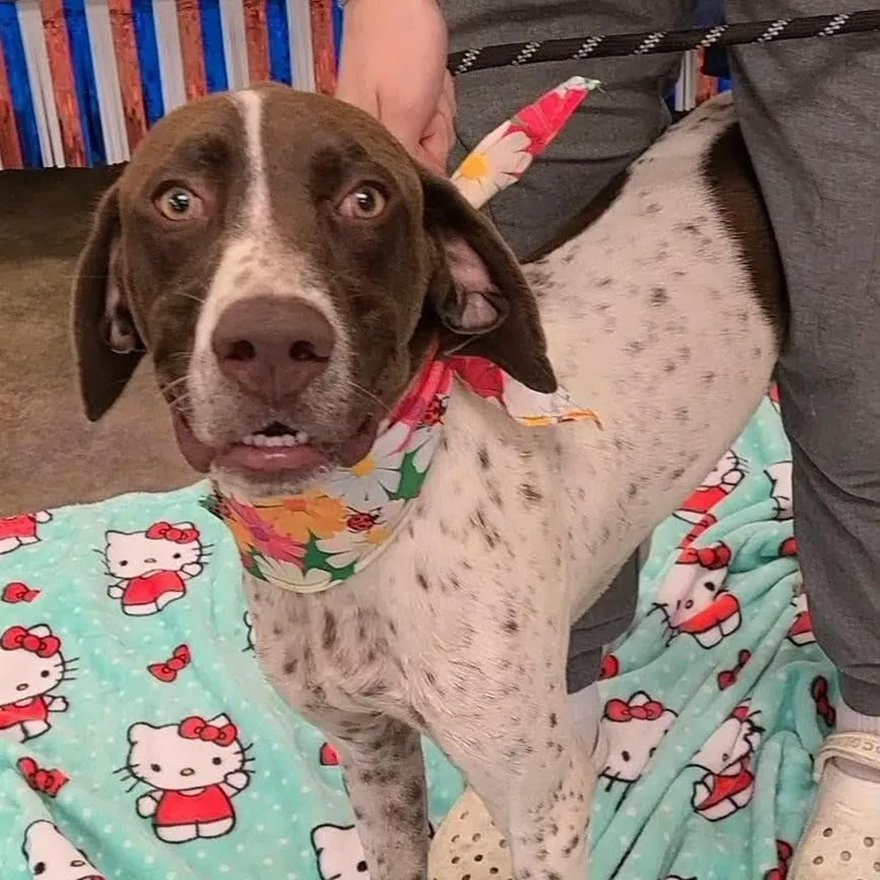 A young large-sized male German Shorthaired Pointer dog named Jake for adoption in Woolwich, ME