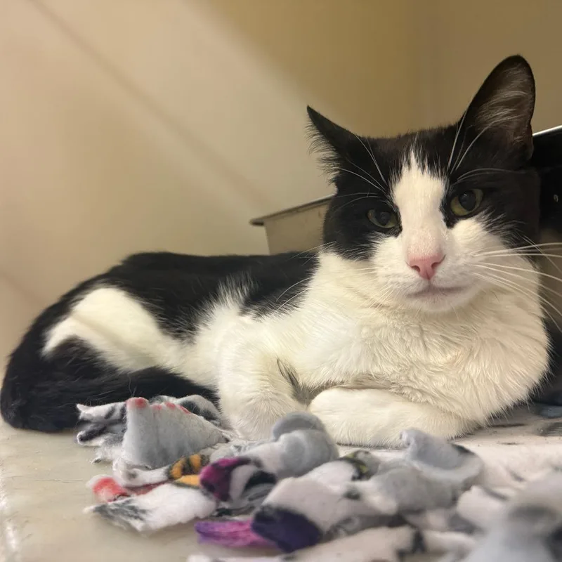An adult medium-sized male Black Domestic Short Hair cat named Davey for adoption in Madison, WI