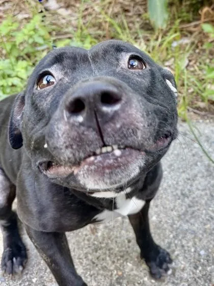 An adult large-sized female Pit Bull Terrier dog named Elowen for adoption in New Orleans, LA