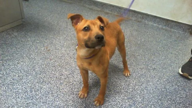 A young small-sized male Mixed Breed dog named A for adoption in Charlotte, NC