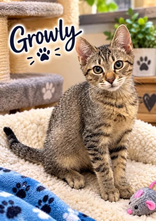 A baby medium-sized male Bengal cat named Growley for adoption in Orange, CA