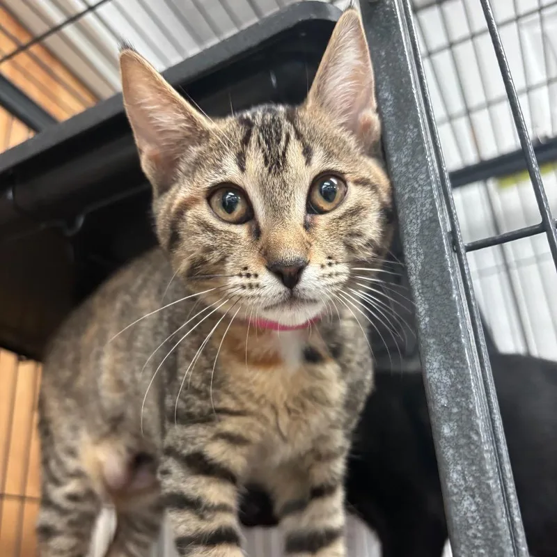 A baby small-sized female Brown / Chocolate Domestic Short Hair cat named Tufts for adoption in Lakeland, FL
