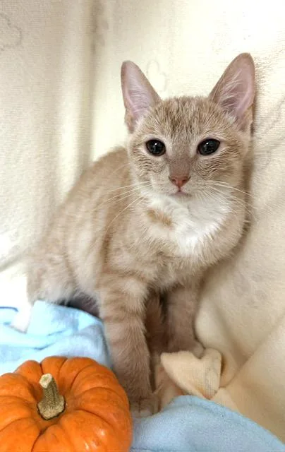 A baby medium-sized female Buff & White Domestic Short Hair cat named Duckie for adoption in Lake Monroe, FL