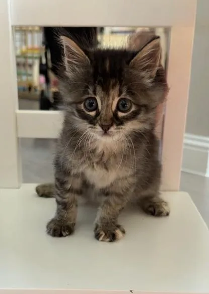 A baby medium-sized female Domestic Medium Hair cat named Camille for adoption in McKinney, TX