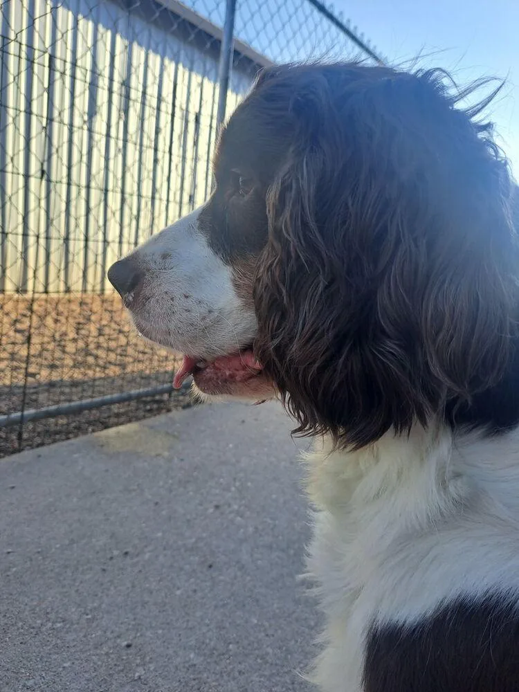 A senior large-sized male Tricolor (Brown, Black, & White) English Springer Spaniel dog named Raymond for adoption in Fremont, NE