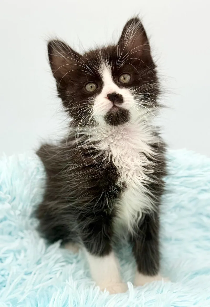 A baby medium-sized male Black & White / Tuxedo Ragdoll cat named Billy Mays for adoption in Covington, LA