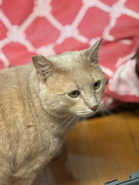 An adult medium-sized male Domestic Short Hair cat named Simon for adoption in Plainville, MA