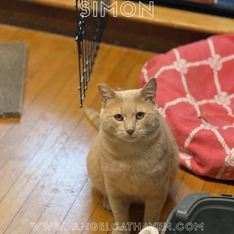 Simon thumbnail 3