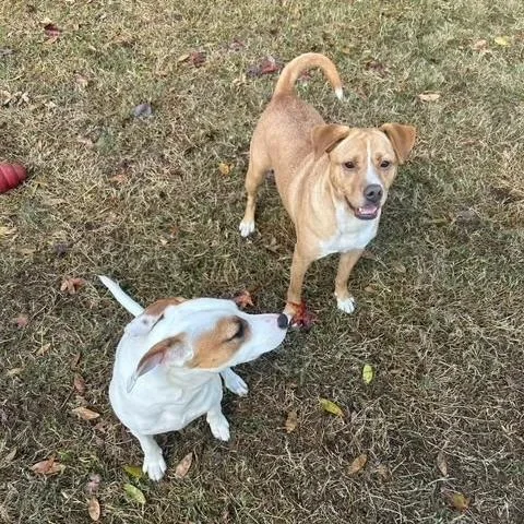 A young medium-sized female Yellow / Tan / Blond / Fawn Labrador Retriever dog named Ivy for adoption in Fairfax Station, VA