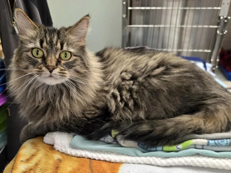 An adult medium-sized female Domestic Long Hair cat named Dolly for adoption in Binghamton, NY