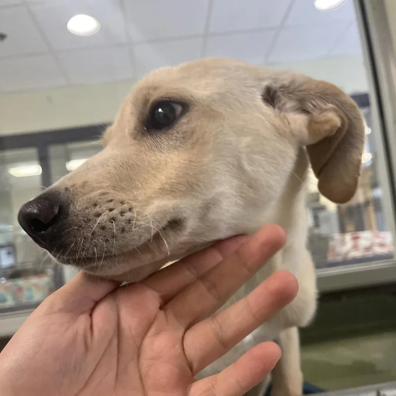 A baby small-sized female White / Cream Labrador Retriever dog named Erika for adoption in Charlottesville, VA