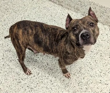 An adult large-sized female Mixed Breed dog named Chloe Lace for adoption in Atlanta, GA