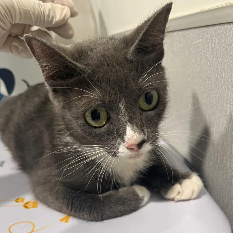 An adult medium-sized female Gray / Blue / Silver Domestic Short Hair cat named Mama for adoption in Tampa, FL