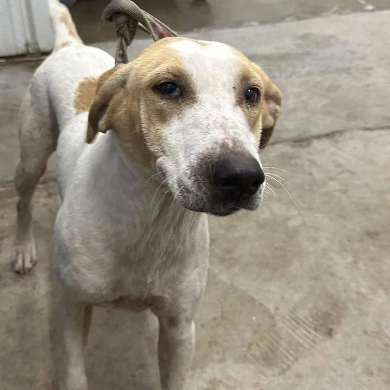 A young medium-sized female Mixed Breed dog named Ms. Happy for adoption in Corbin, KY