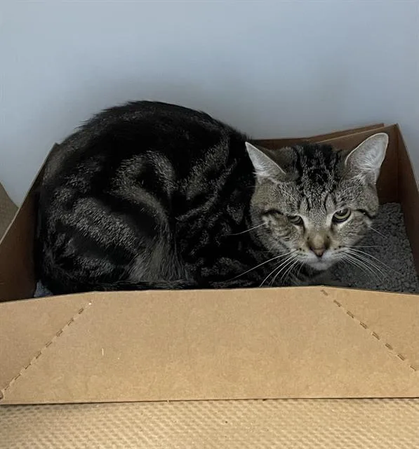 A young medium-sized male Domestic Short Hair cat named Sam for adoption in Palmetto, FL