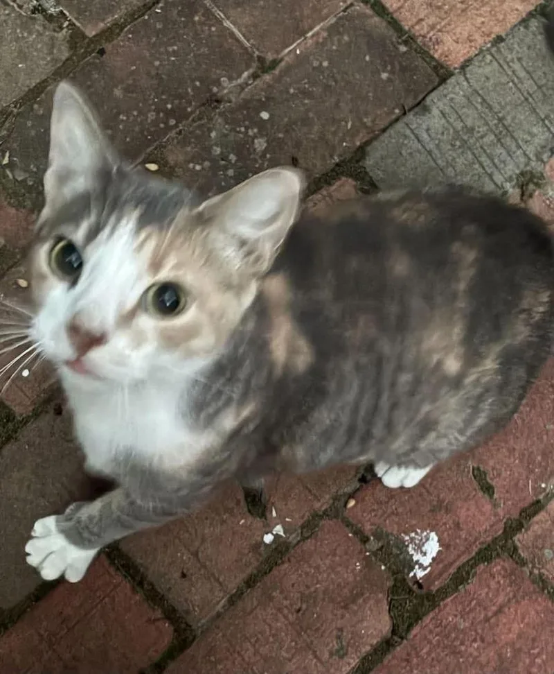 Dottie thumbnail 4