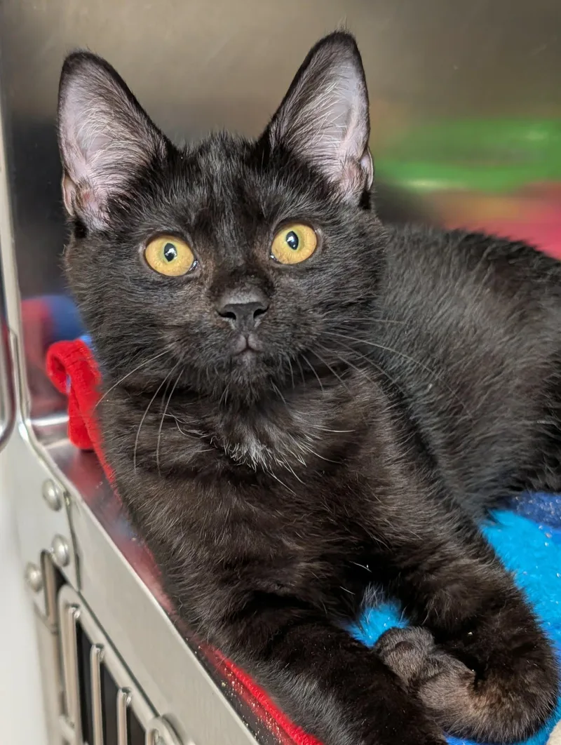 A baby medium-sized male Black Domestic Short Hair cat named The Void for adoption in Chambersburg, PA