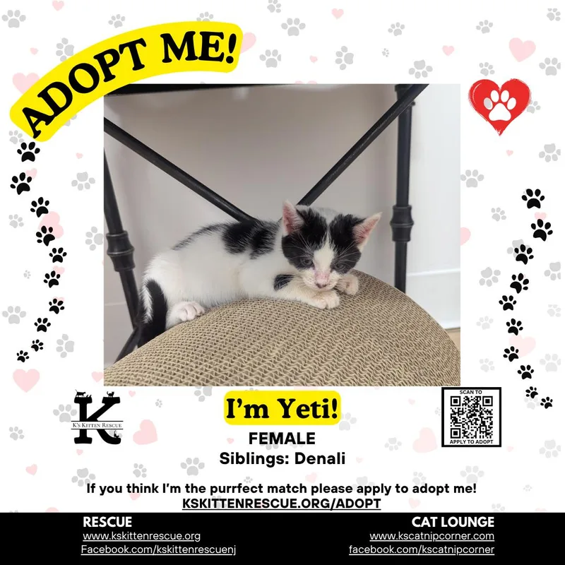 A baby medium-sized female Black & White / Tuxedo Domestic Short Hair cat named Yeti for adoption in Brick, NJ
