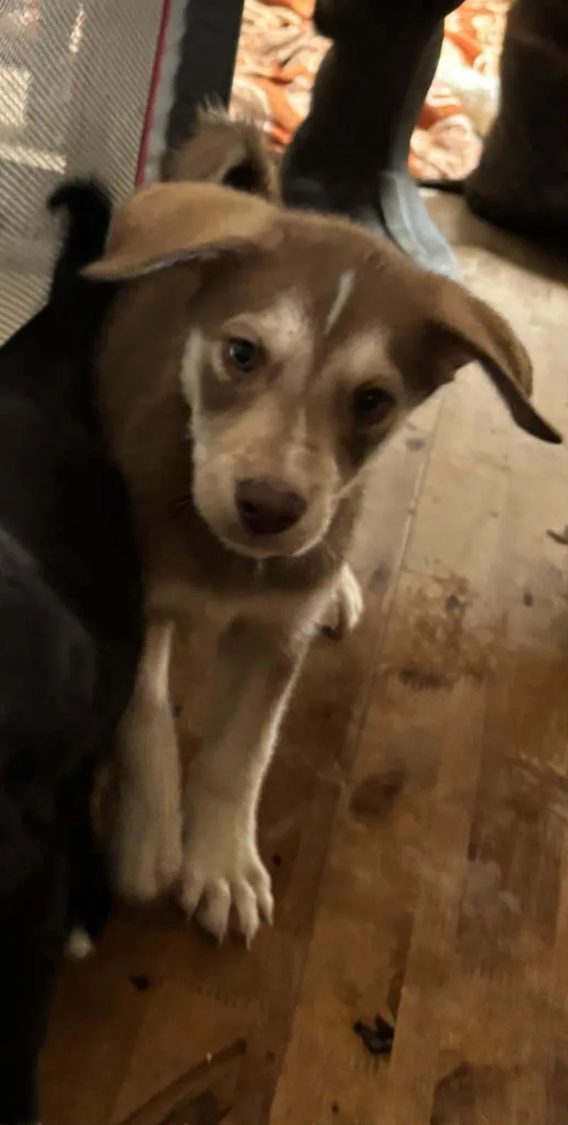 A baby medium-sized male Husky dog named Balboa for adoption in Paoli, IN