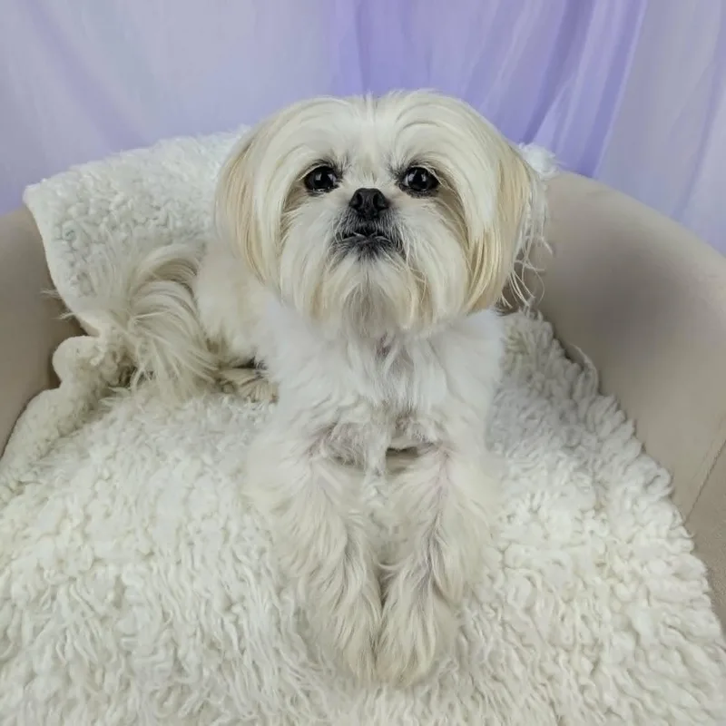 An adult small-sized female White / Cream Shih Tzu dog named Channing for adoption in Round Rock, TX