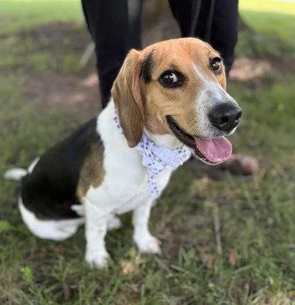 An adult medium-sized male Beagle dog named Ty for adoption in Midland, VA