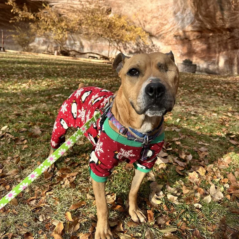 Norberta thumbnail 4